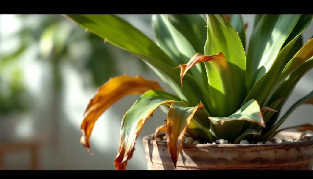 Pourquoi mon yucca perd-il ses feuilles inférieures ?
